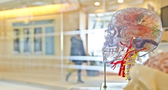 Comment fonctionne notre cerveau ?