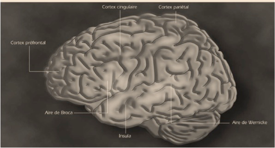 Aires du cerveau